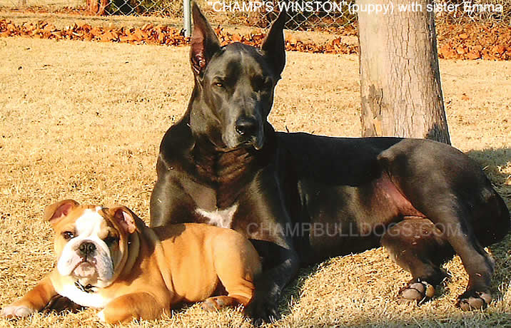 English bulldog pictures
